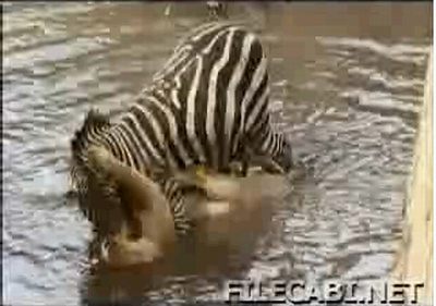 löweZebra2
